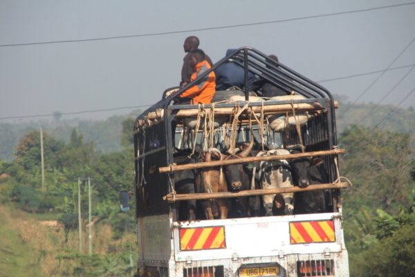 hoffnung-fuer-uganda-umbebung-transport1