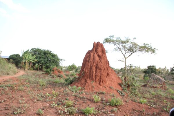 hoffnung-fuer-uganda-umgebung-termiten