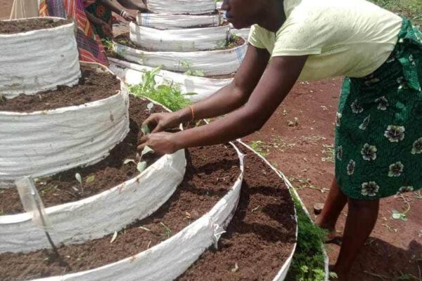 FoodSecurity Cone Garden